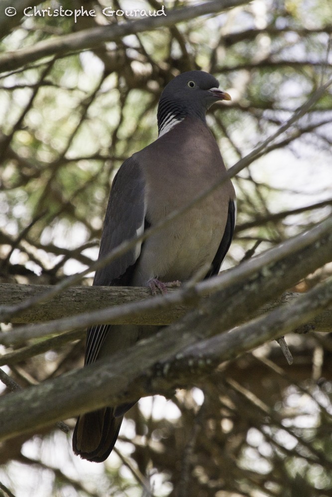 Common Wood-Pigeon (White-necked) - Christophe Gouraud