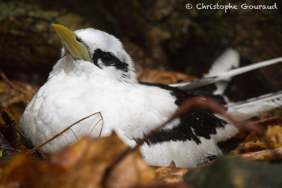 White-tailed Tropicbird (Indian Ocean) - ML205181541
