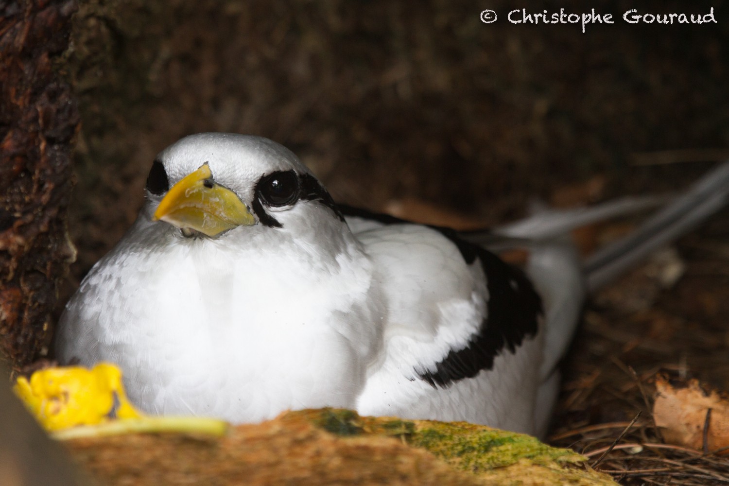 シラオネッタイチョウ Lepturus Ebird