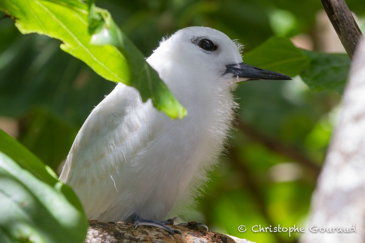 White Tern (Pacific) - Christophe Gouraud