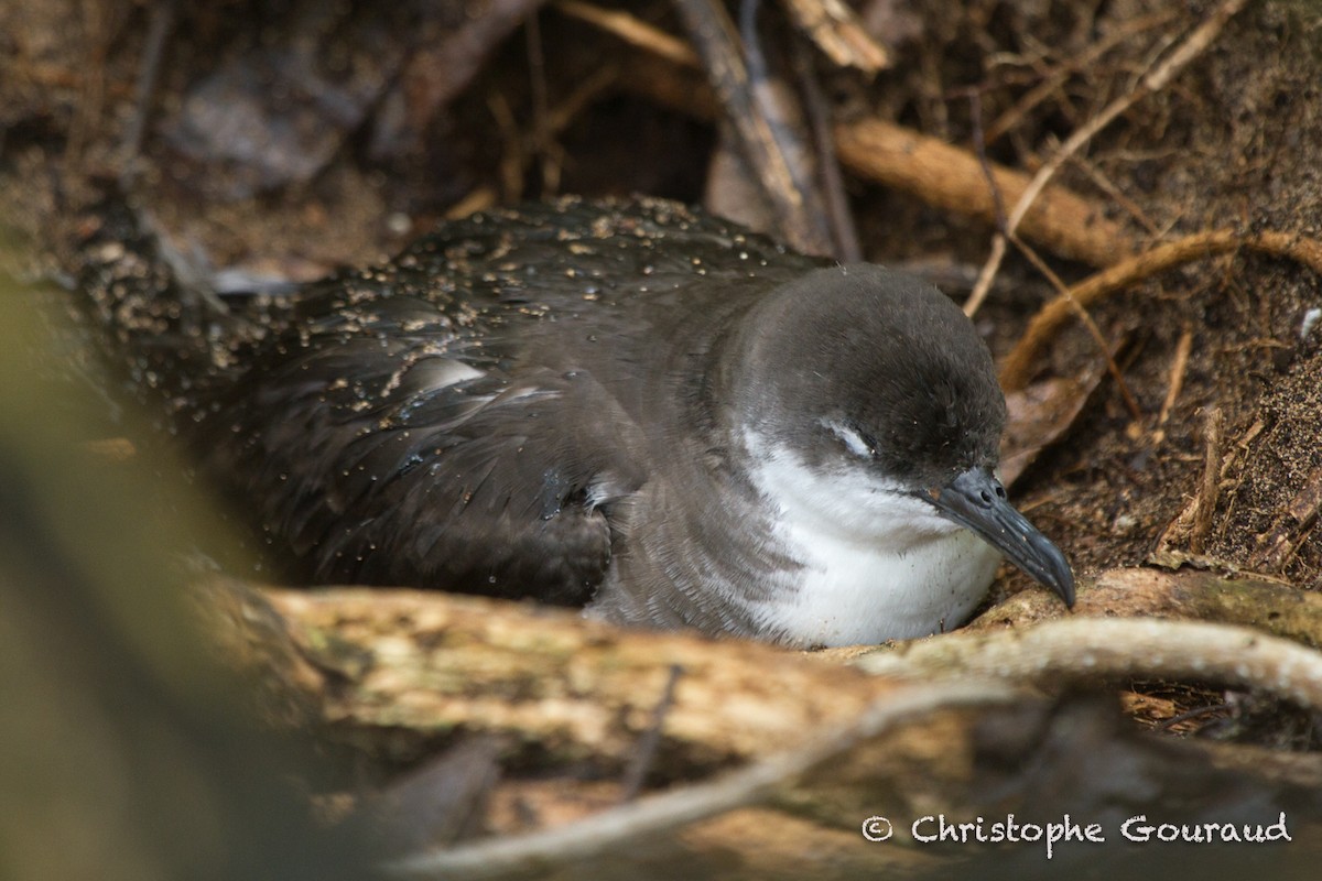 Tropical Shearwater (Indopacific) - Christophe Gouraud