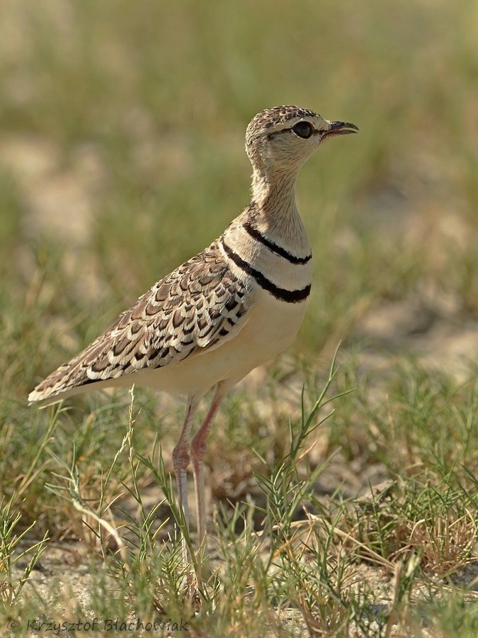 Double-banded Courser - ML205182221