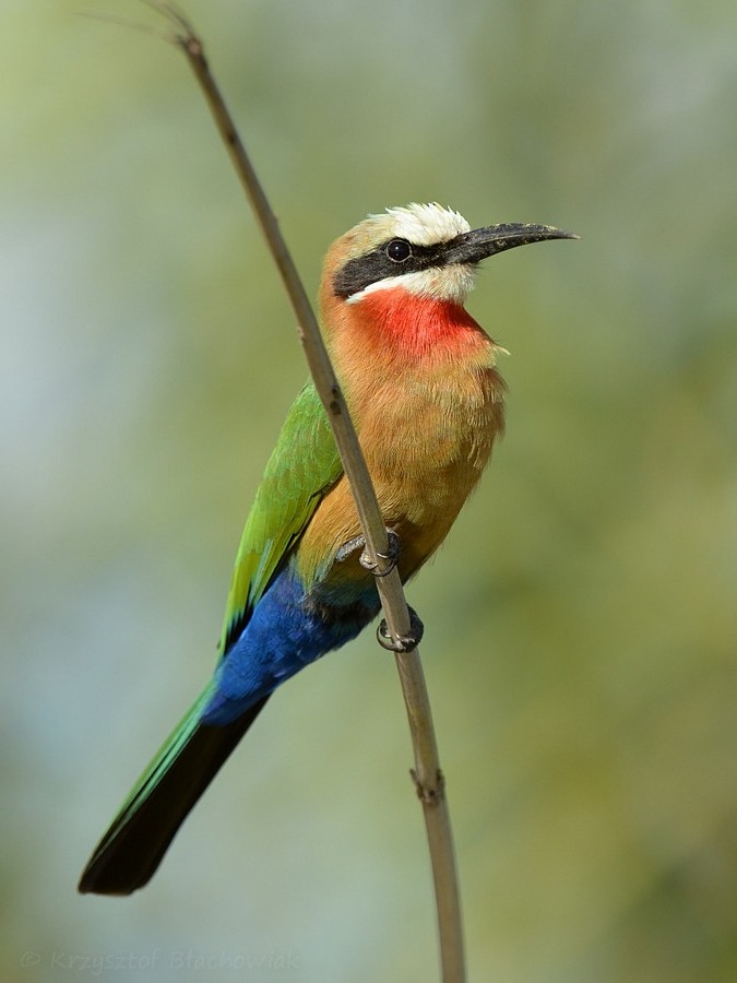 White-fronted Bee-eater - ML205182391