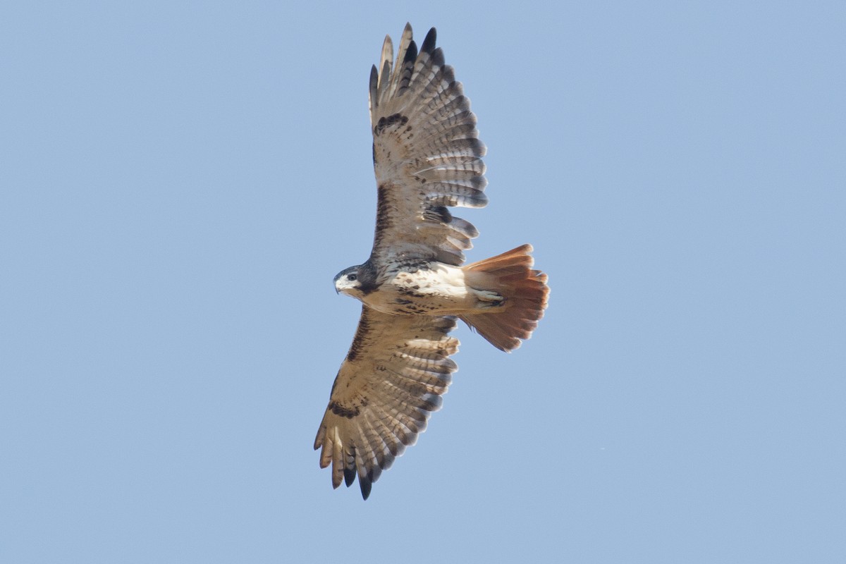 Red-tailed Hawk - ML20518241
