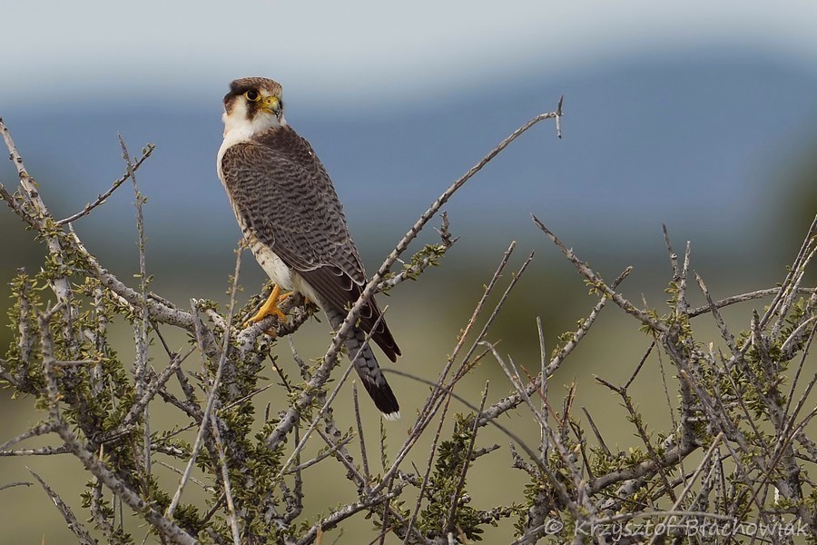 Red-necked Falcon (African) - Kris Blachowiak