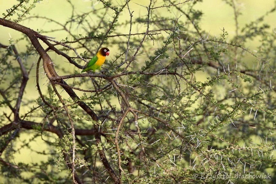 Yellow-collared Lovebird - Kris Blachowiak