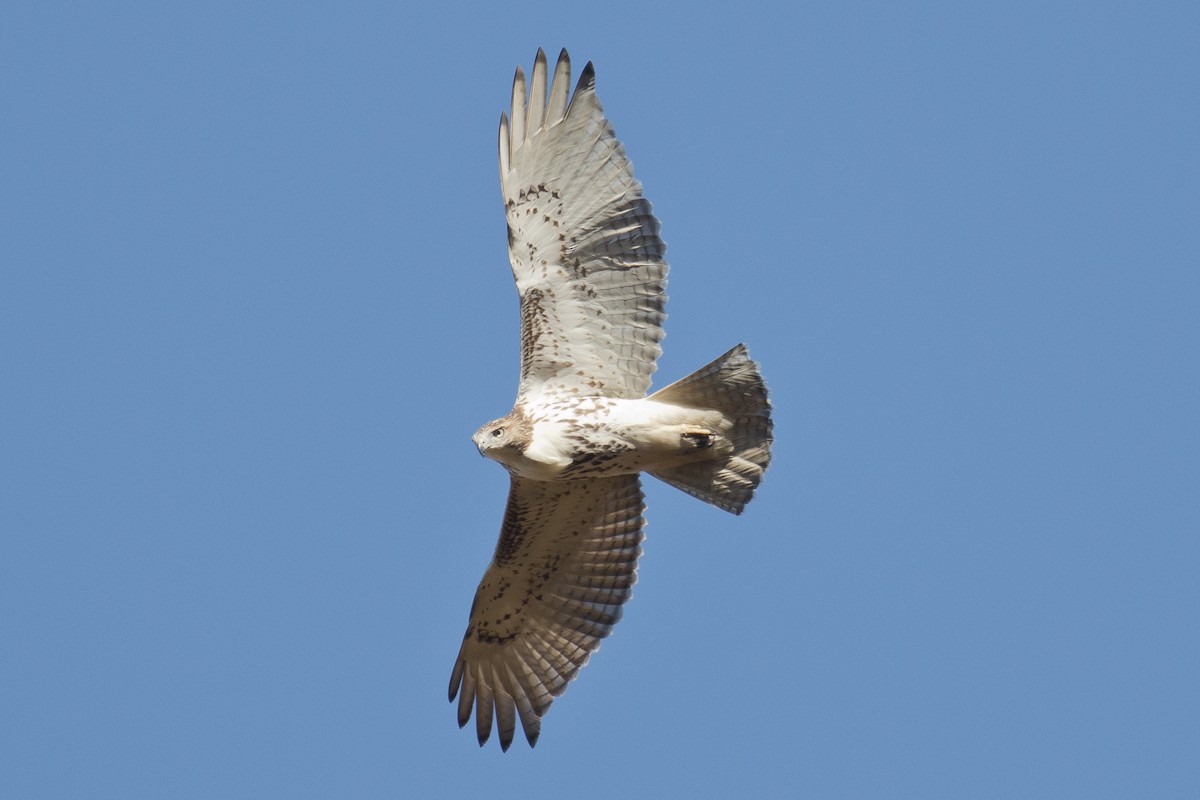 Red-tailed Hawk - ML20518261