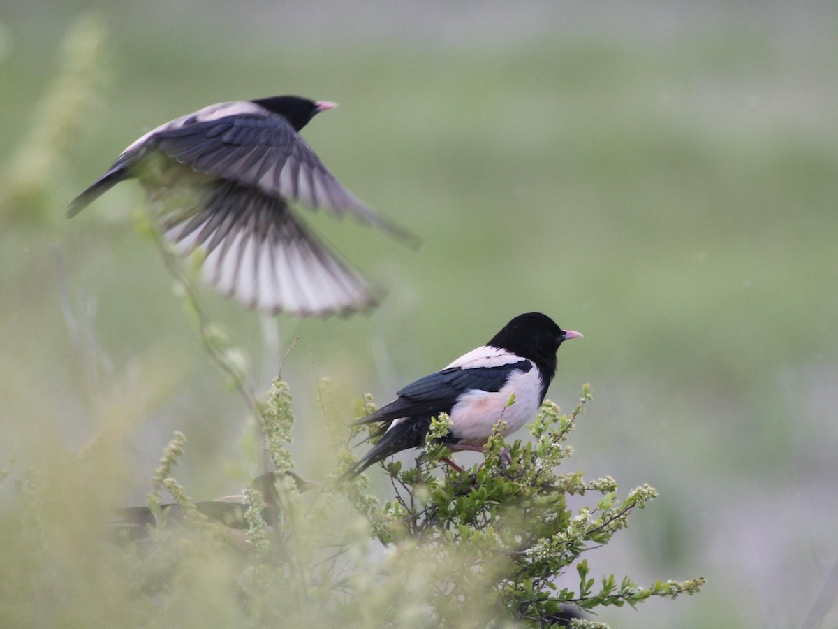 Rosy Starling - Christophe Gouraud