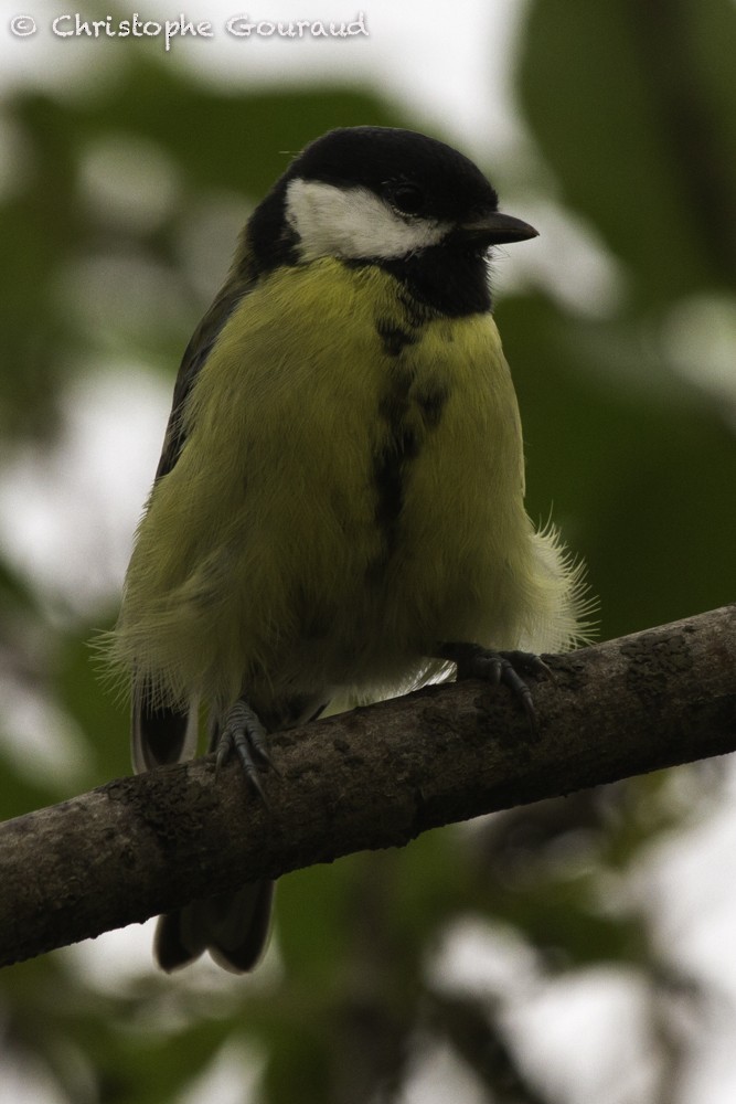 Great Tit (Great) - Christophe Gouraud