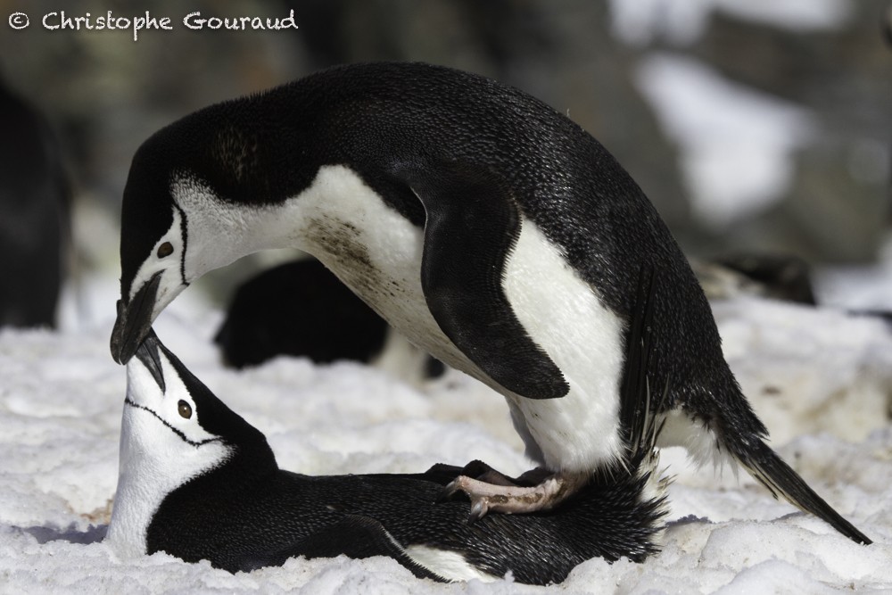 Chinstrap Penguin - Christophe Gouraud