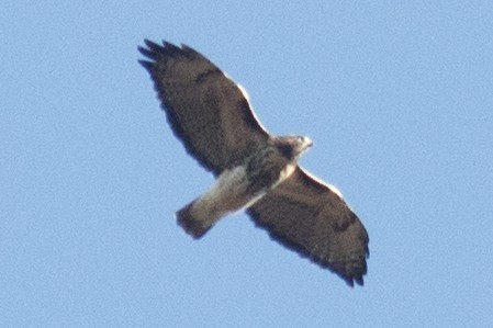Red-tailed Hawk - ML20518371