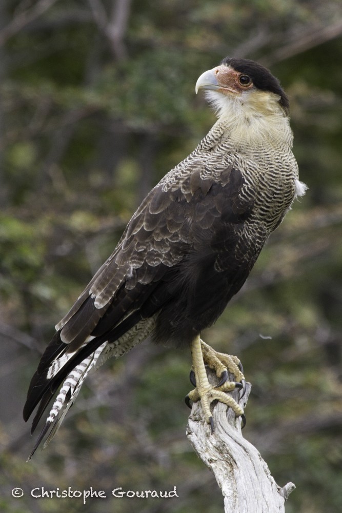 Crested Caracara (Southern) - ML205183771