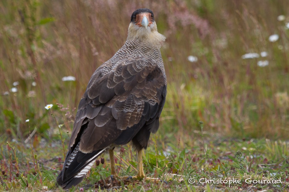 Crested Caracara (Southern) - ML205183991