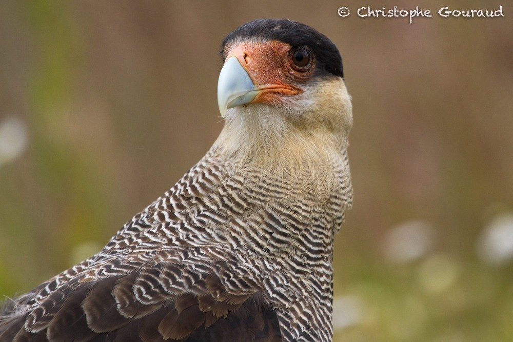 Crested Caracara (Southern) - ML205184001