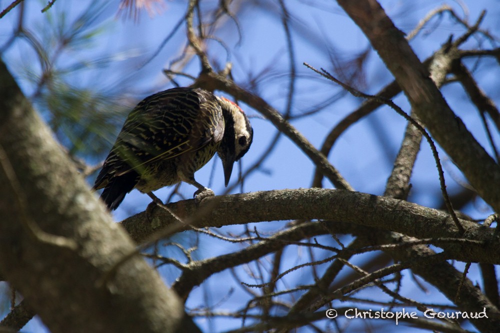 Green-barred Woodpecker (Golden-breasted) - ML205184191