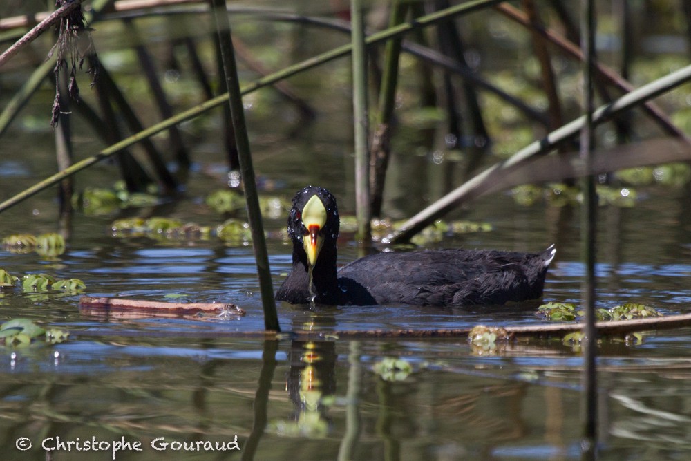 Red-gartered Coot - ML205184211