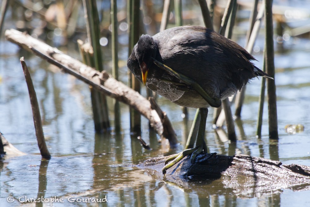 Red-fronted Coot - ML205184241