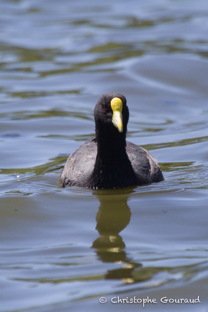 White-winged Coot - ML205184261