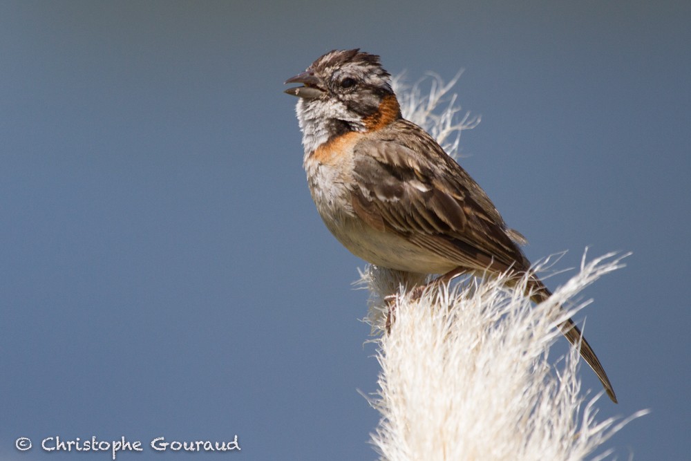 Rufous-collared Sparrow (Rufous-collared) - Christophe Gouraud
