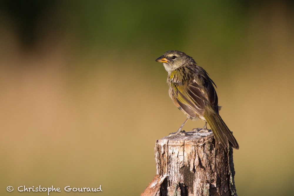 Great Pampa-Finch (Eastern) - Christophe Gouraud