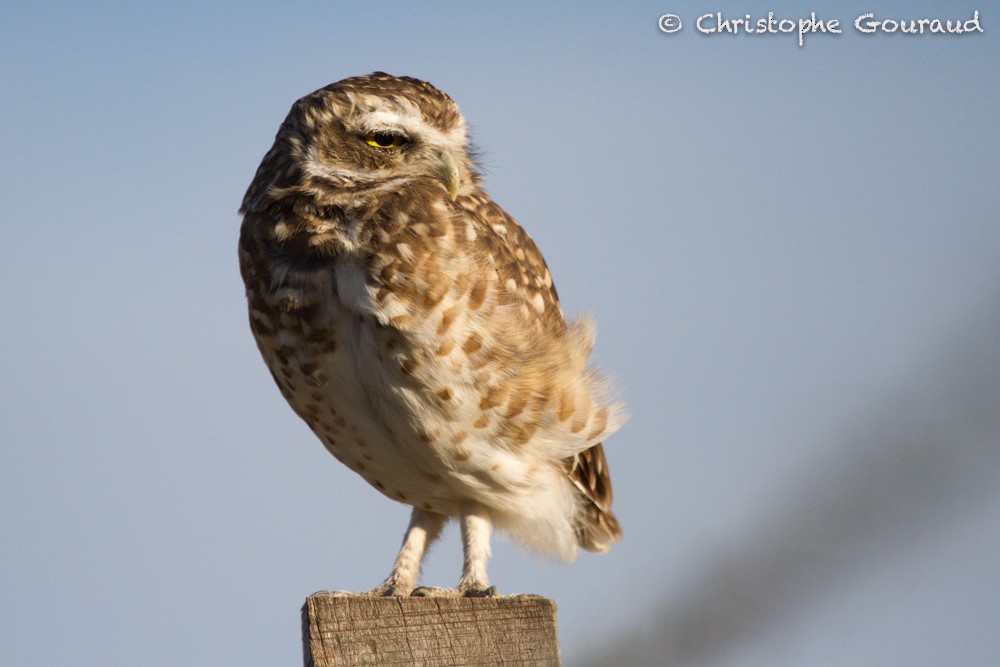 Burrowing Owl (Southern) - Christophe Gouraud