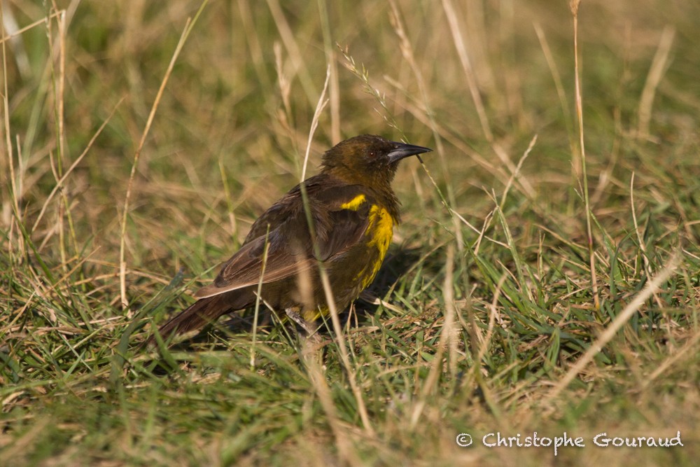 Brown-and-yellow Marshbird - Christophe Gouraud