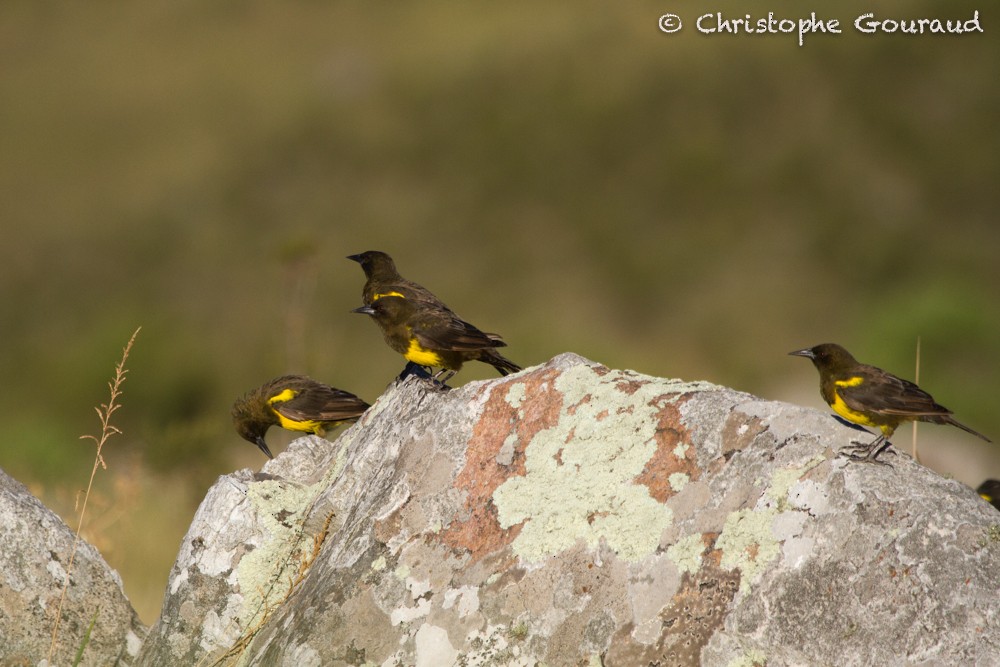 Brown-and-yellow Marshbird - Christophe Gouraud