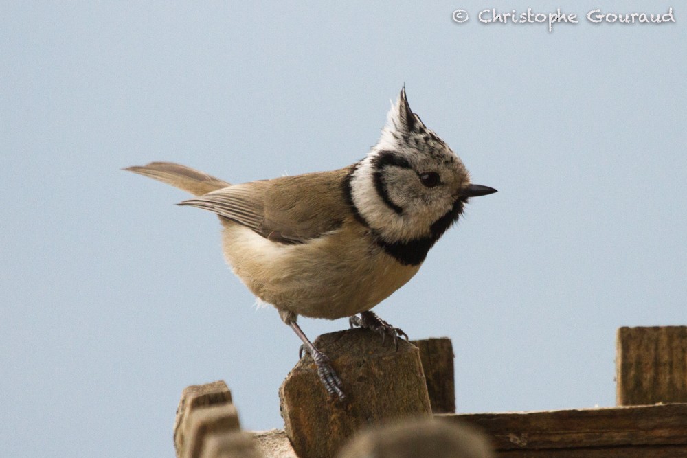 Crested Tit - Christophe Gouraud