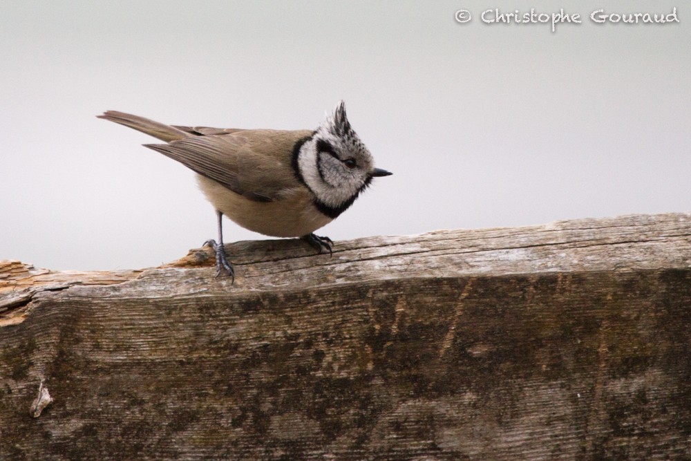 Crested Tit - Christophe Gouraud