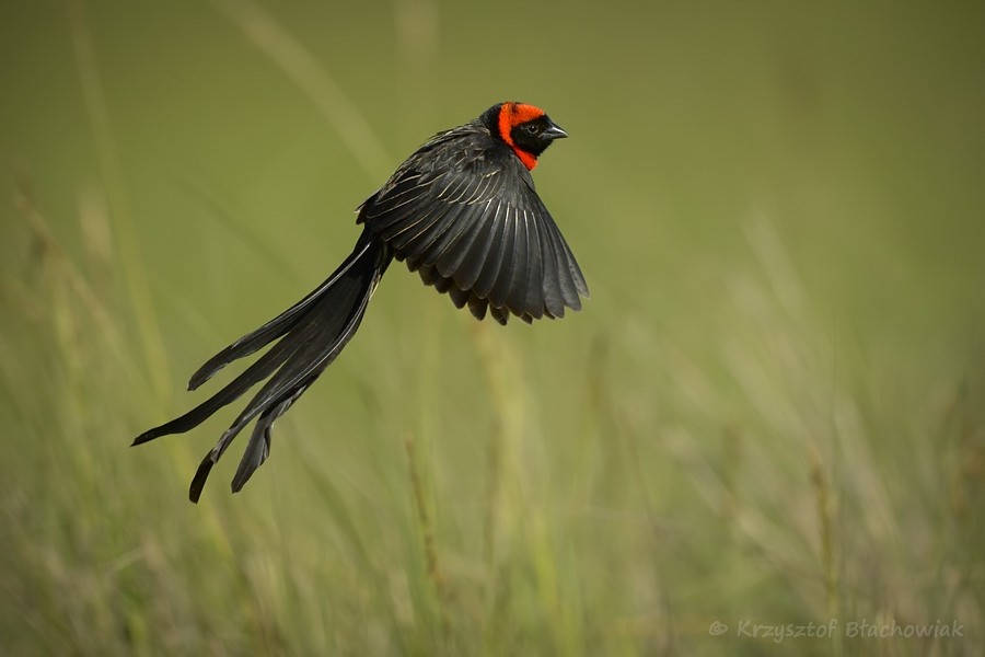 Red-cowled Widowbird - Kris Blachowiak