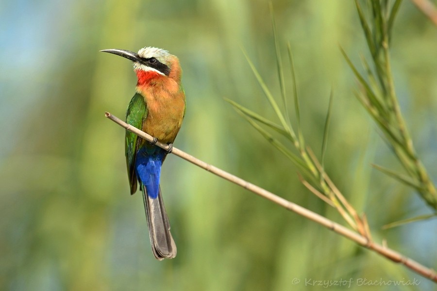 White-fronted Bee-eater - ML205184711