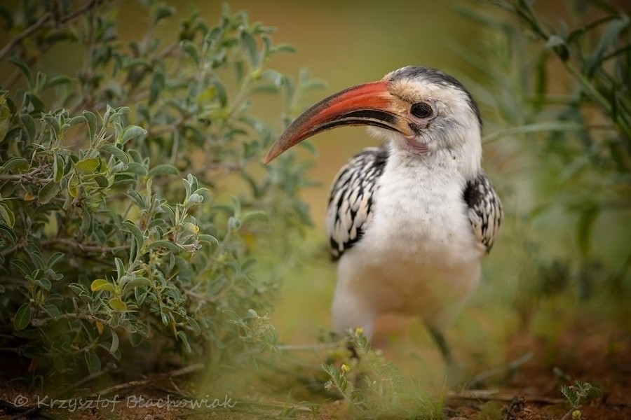 Northern Red-billed Hornbill - Kris Blachowiak