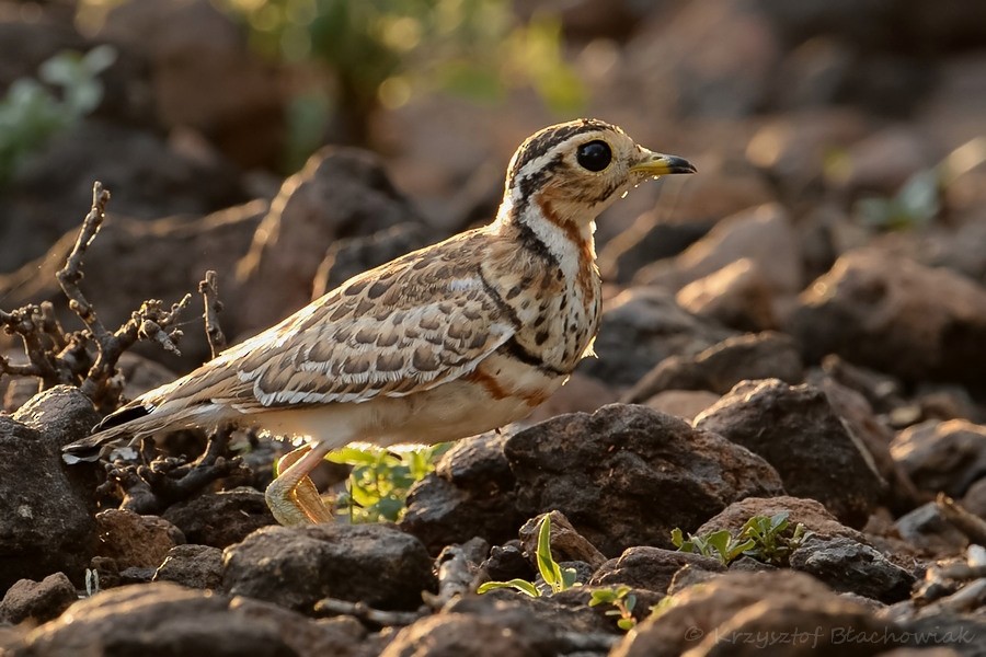 Three-banded Courser - ML205184761