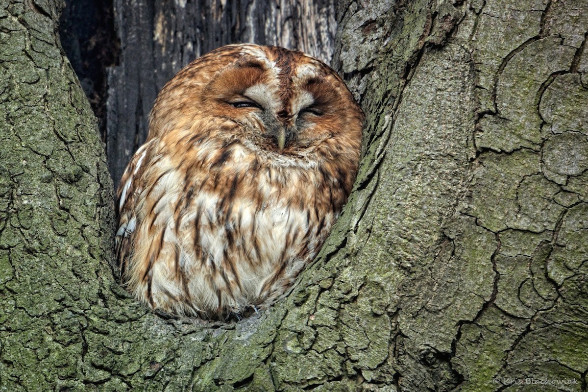 Tawny Owl - Kris Blachowiak