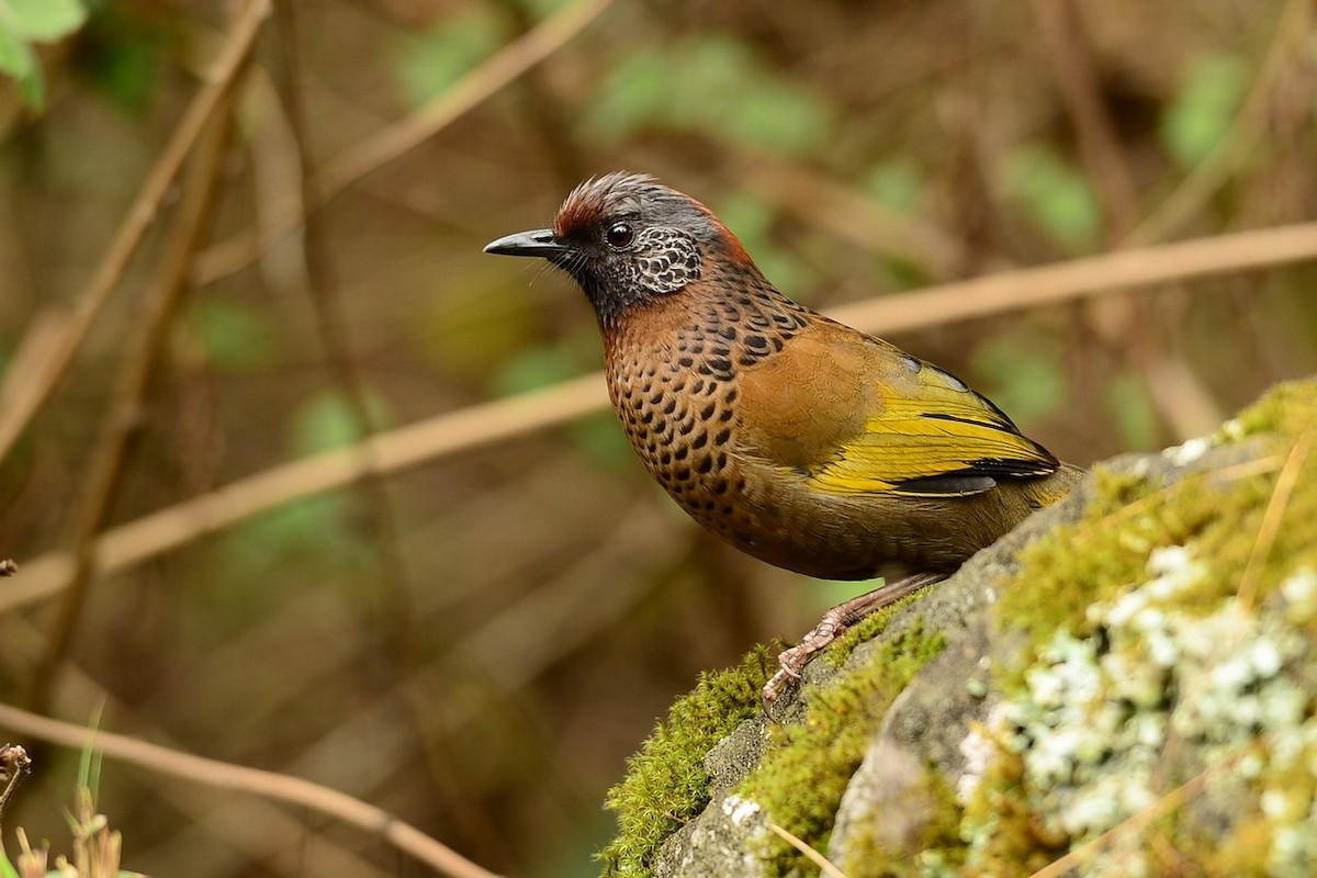 Chestnut-crowned Laughingthrush - ML205184851