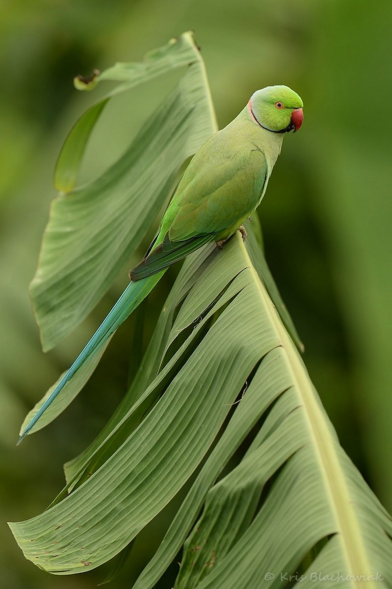 ML205184861 - Rose-ringed Parakeet - Macaulay Library
