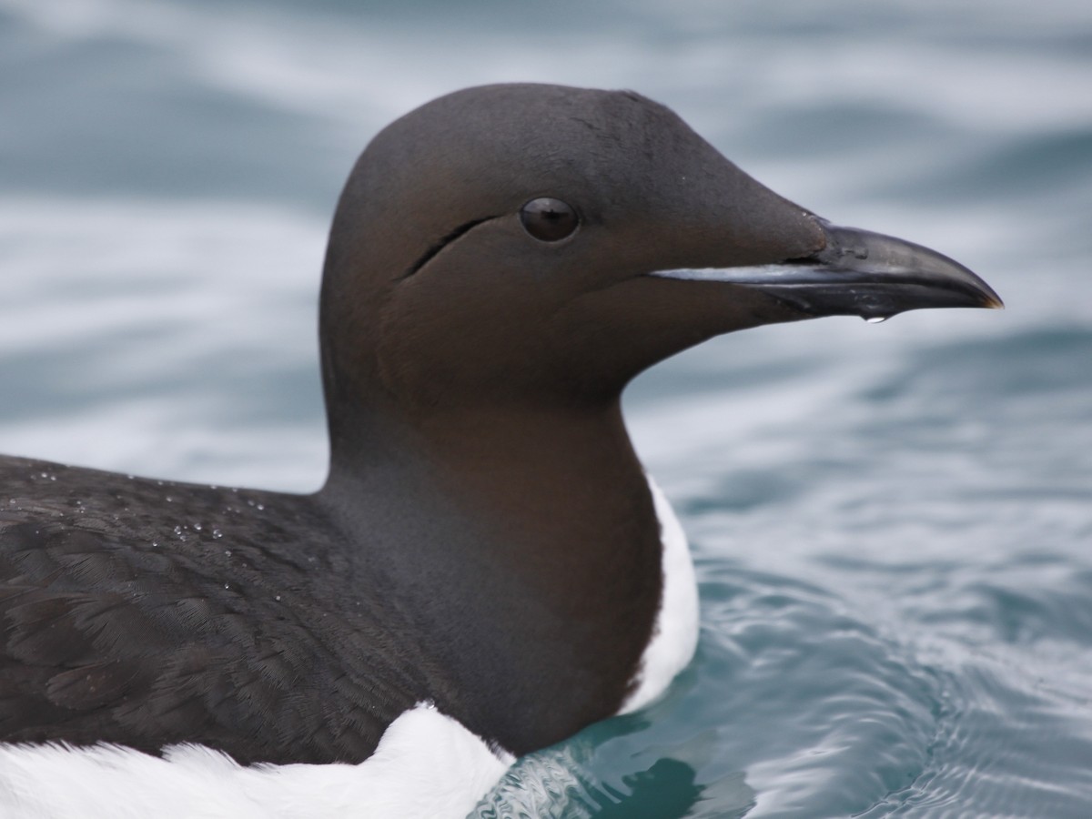 Thick-billed Murre - Christophe Gouraud