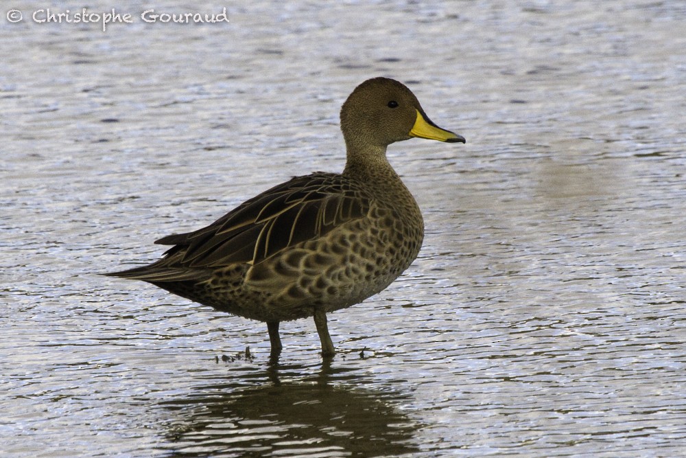 Yellow-billed Pintail (South American) - ML205185531