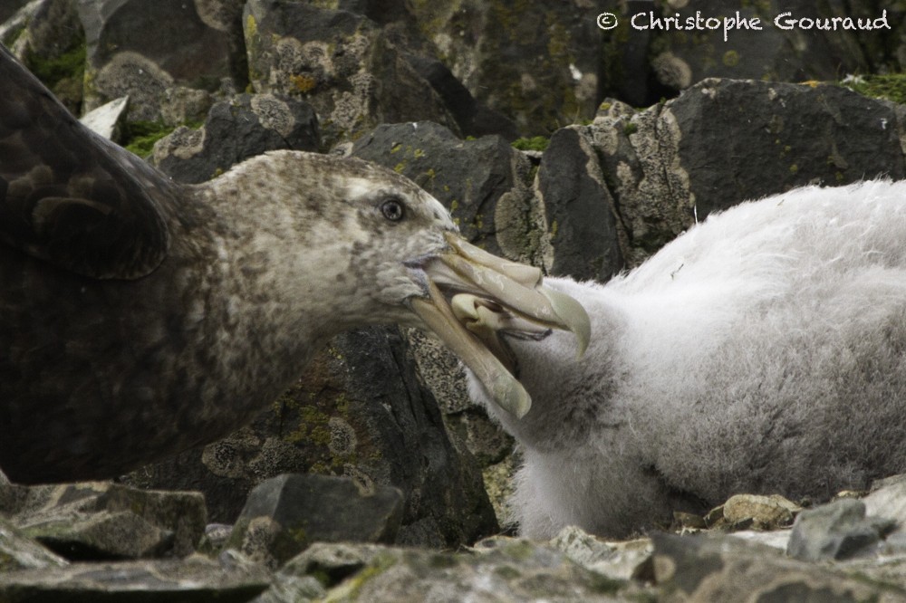 Southern Giant-Petrel - Christophe Gouraud