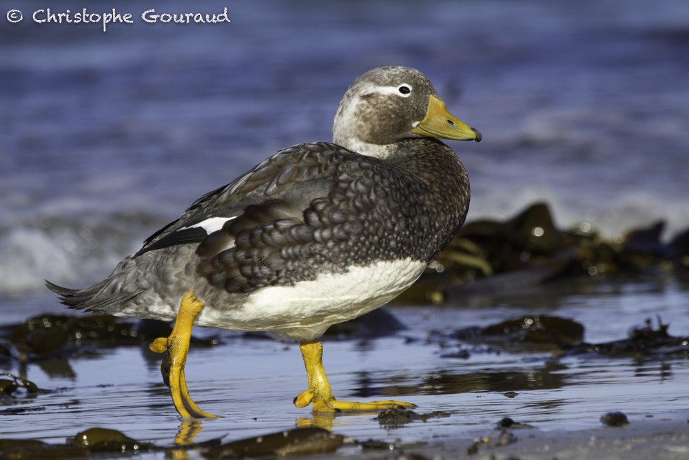 Falkland Steamer-Duck - Christophe Gouraud