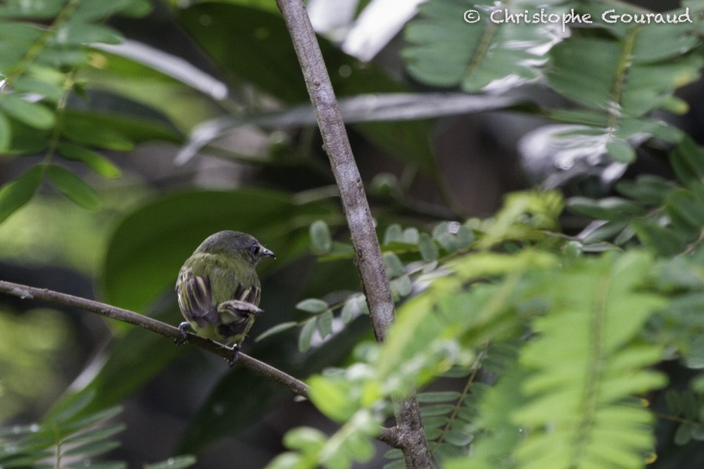 Gray-crowned Flatbill - Christophe Gouraud