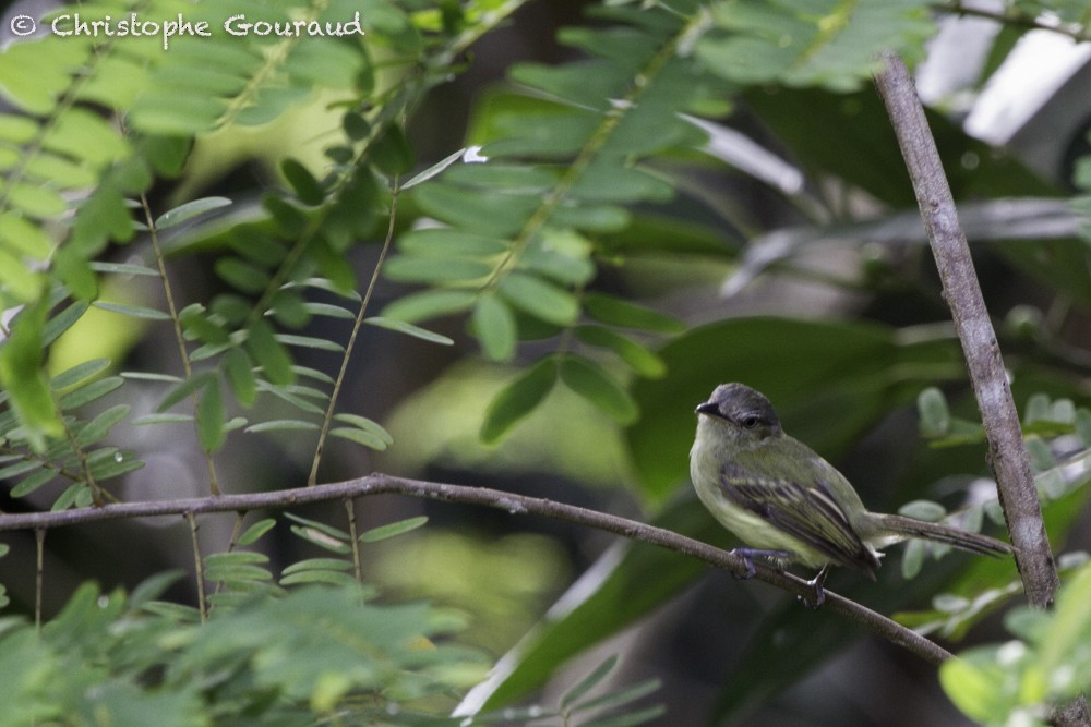 Gray-crowned Flatbill - Christophe Gouraud