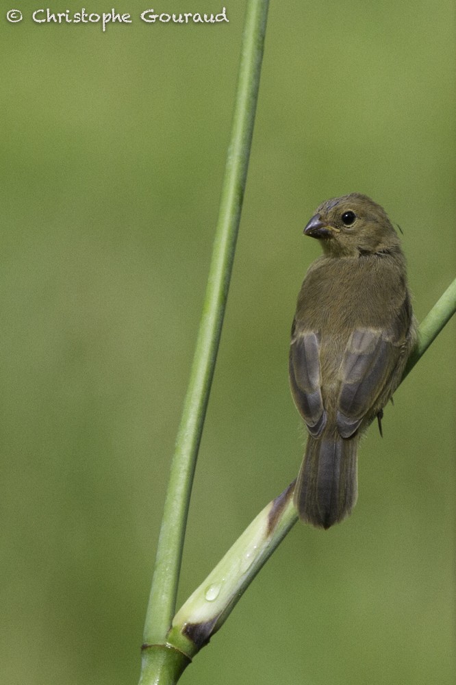 Chestnut-bellied Seedeater - Christophe Gouraud