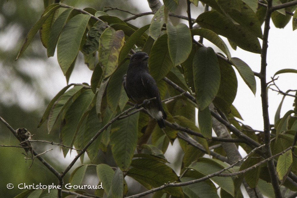 Swallow-winged Puffbird - Christophe Gouraud