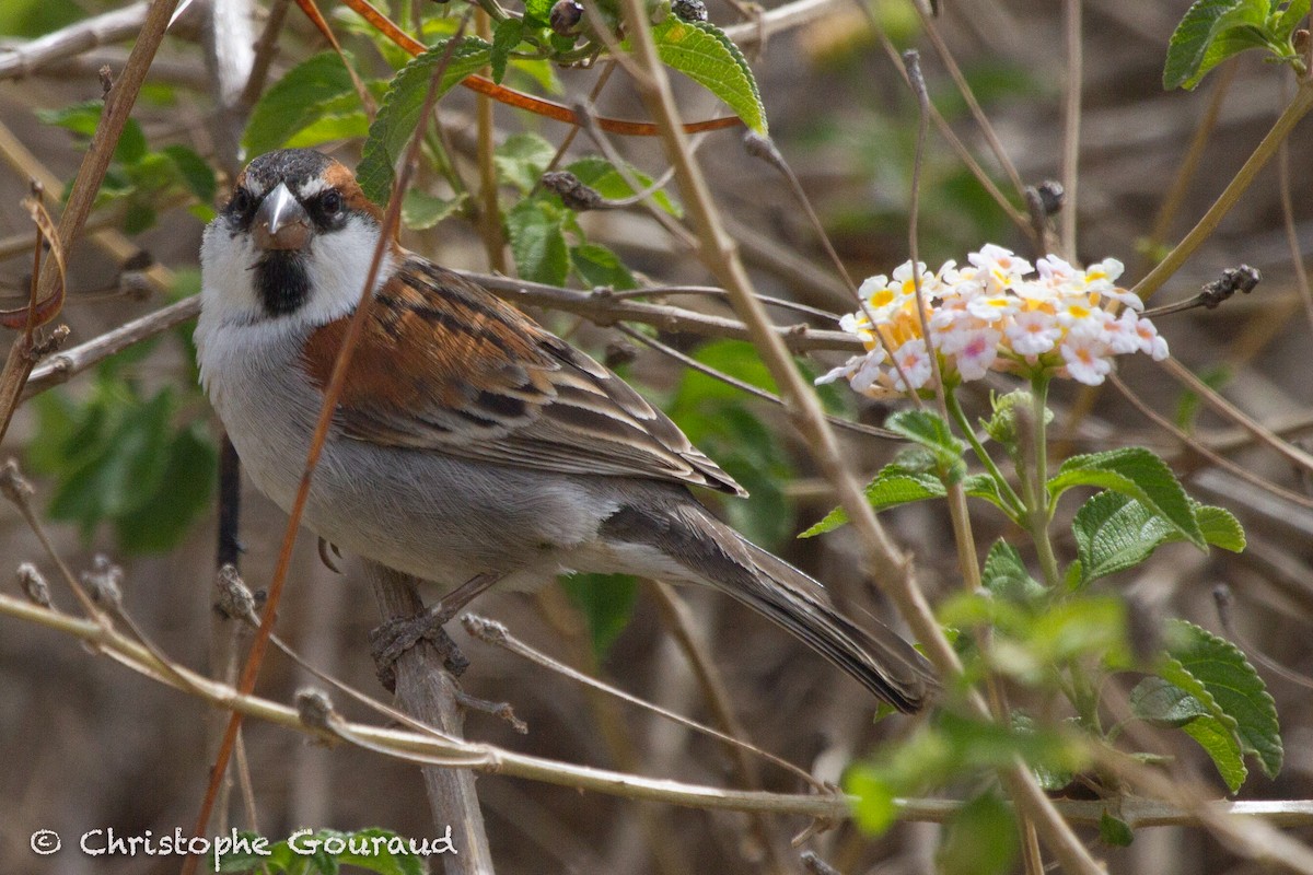 Cape Verde Sparrow - Christophe Gouraud
