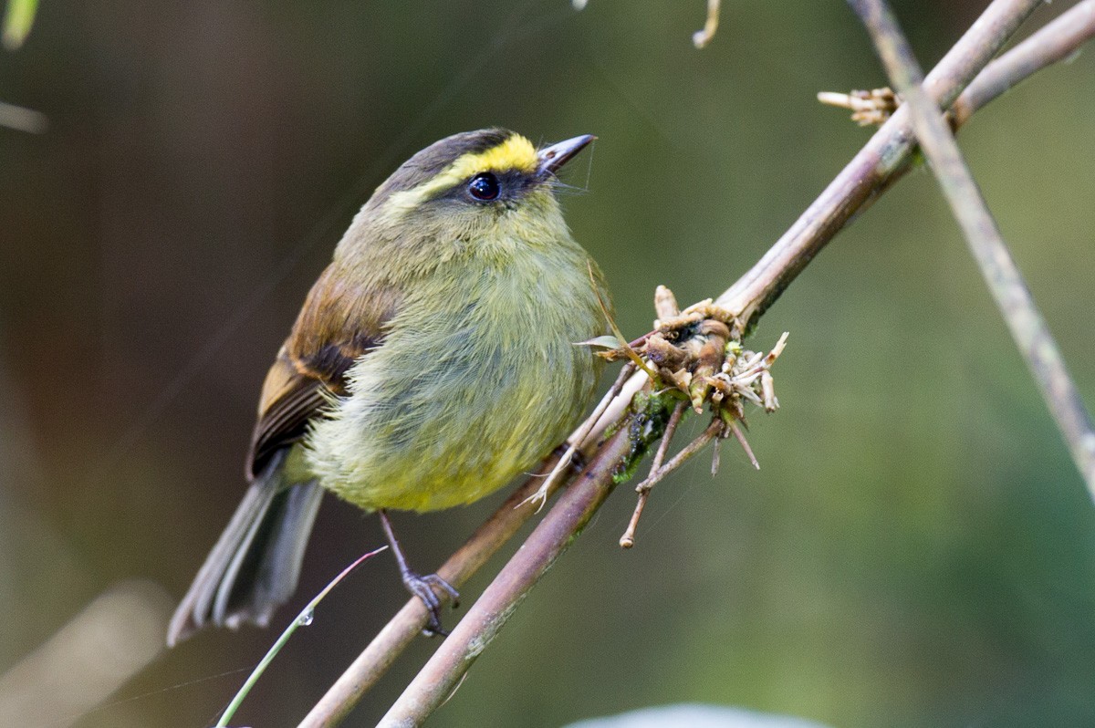 Yellow-bellied Chat-Tyrant - ML205186881