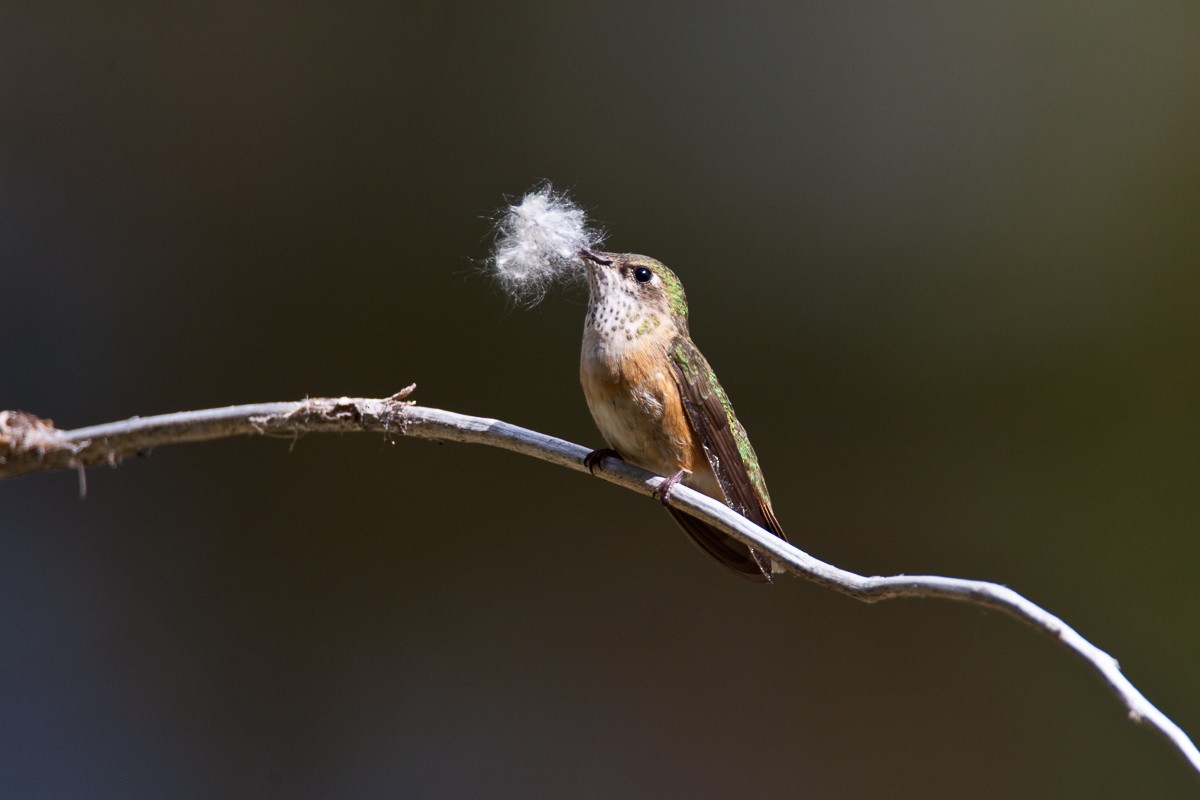 Calliope Hummingbird - Robert Lewis