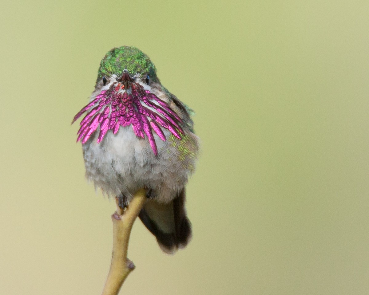 Calliope Hummingbird - Robert Lewis