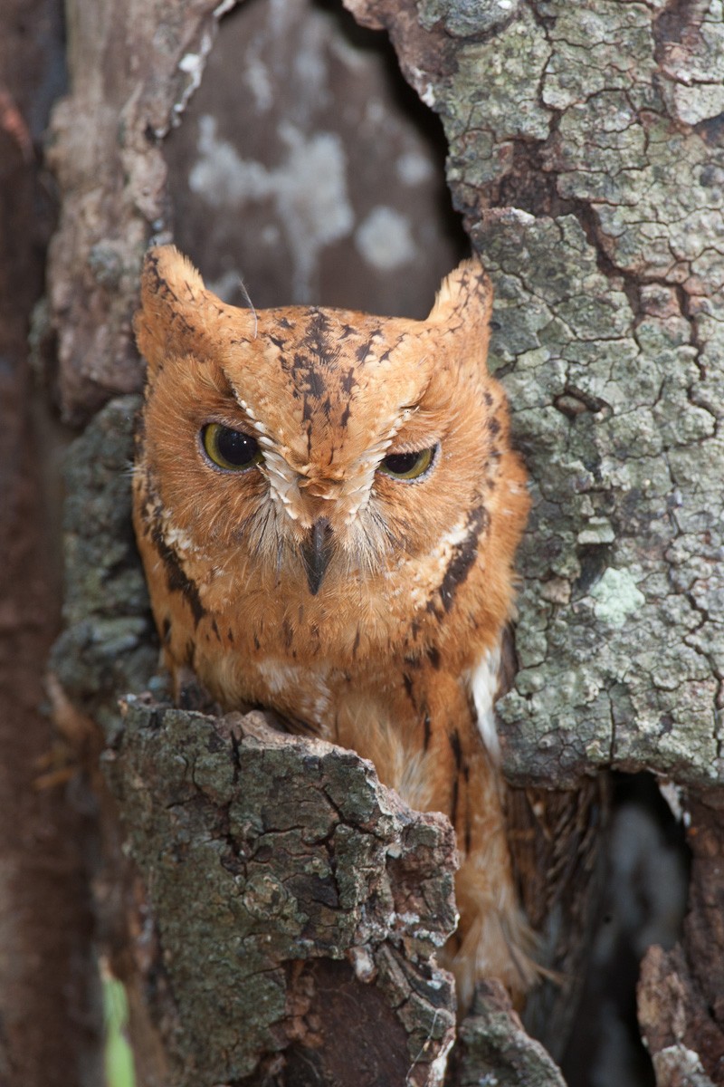 Madagascar Scops-Owl (Torotoroka) - Robert Lewis