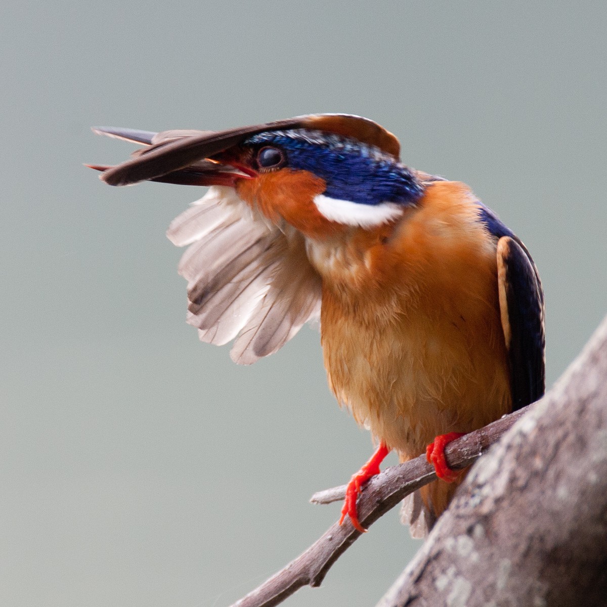 Malagasy Kingfisher - ML205187011